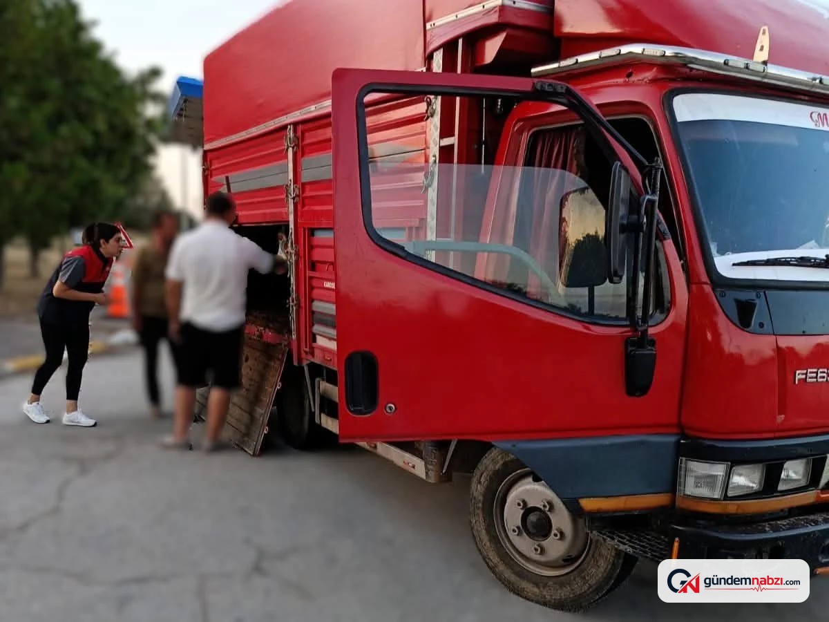 Kırklareli'nde kaçak hayvan sevkiyatına 175 bin lira ceza