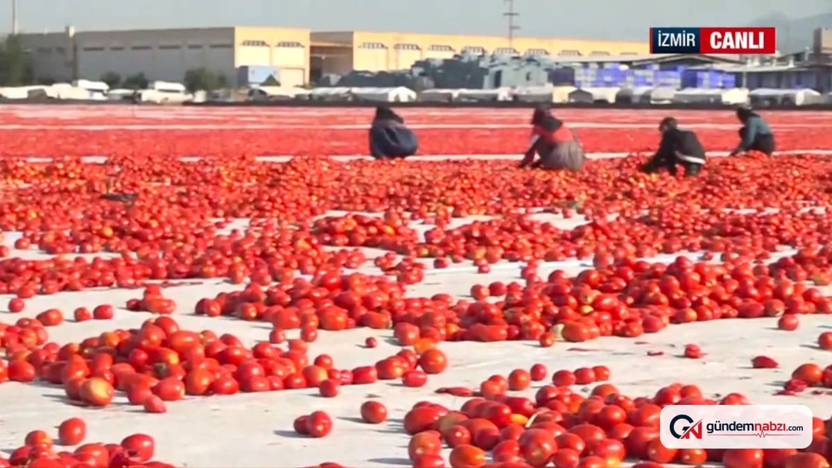 İzmir'den 91 ülkeye kuru domates ihracatı
