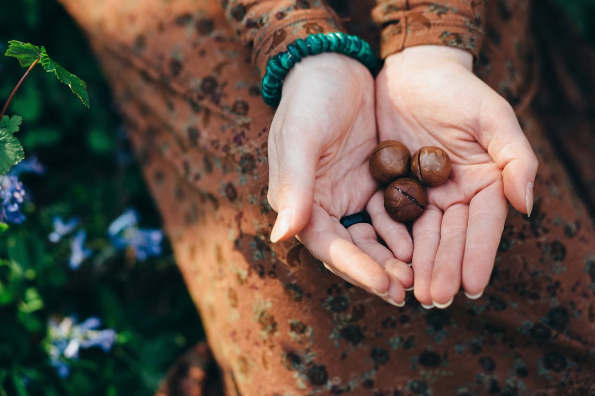 Macadamia cevizi Türkiye'de deneme dikimine başladı