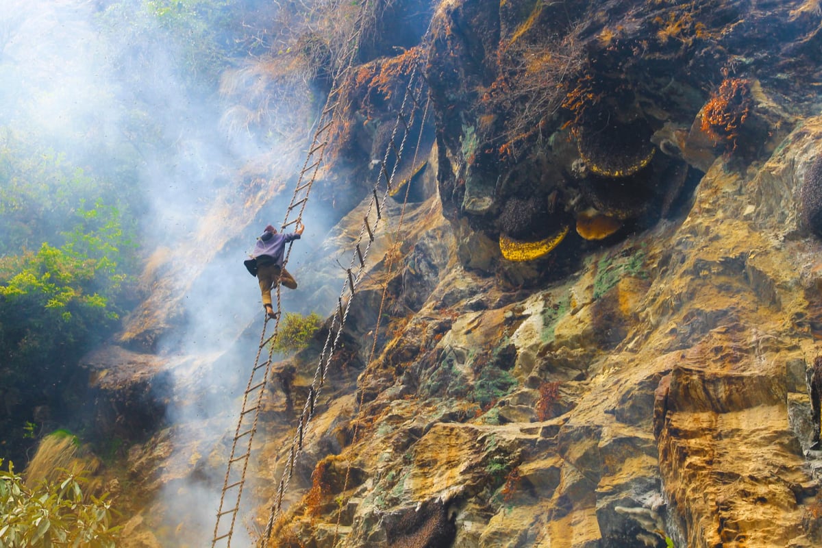 Nepal'in dağlarında 90 metrelik uçurumlarda geleneksel bal hasadı