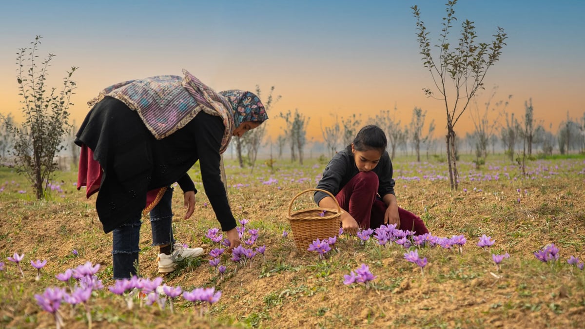 Safranda hasat başladı, kilogramı 400 bin TL