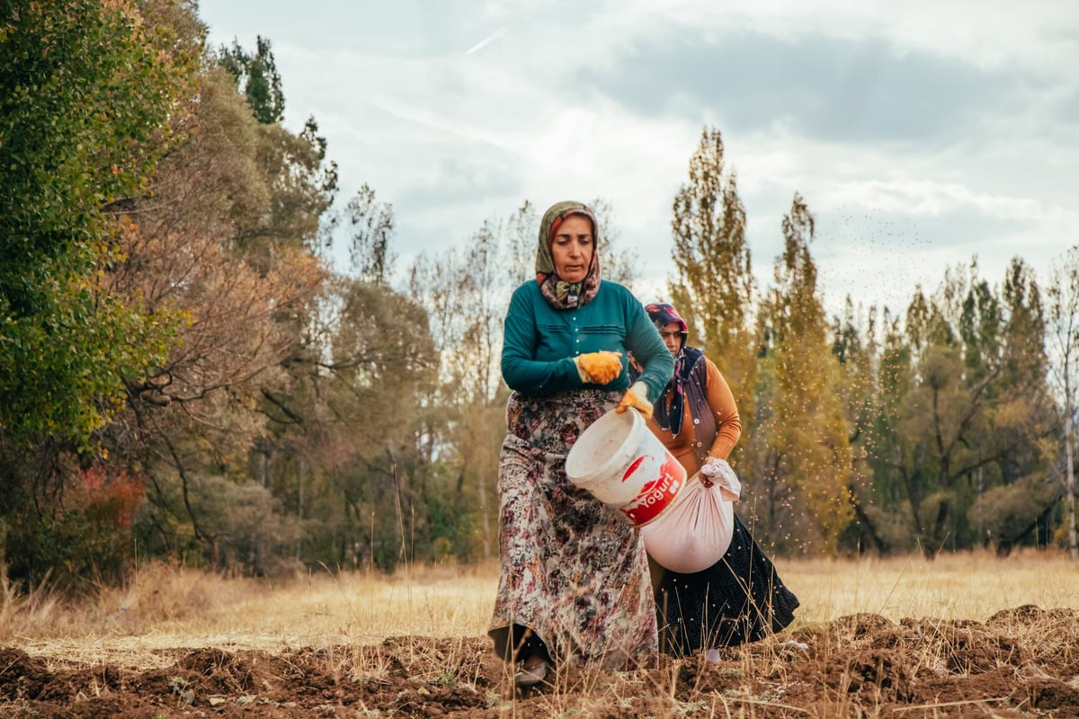 Bolu'da kadın eliyle nohutta bereket projesi Devam Ediyor