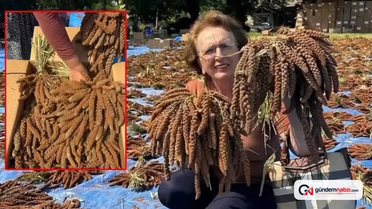 Osmaniye'de dal darı hasadı başladı, kilosu 4 dolara satıldı