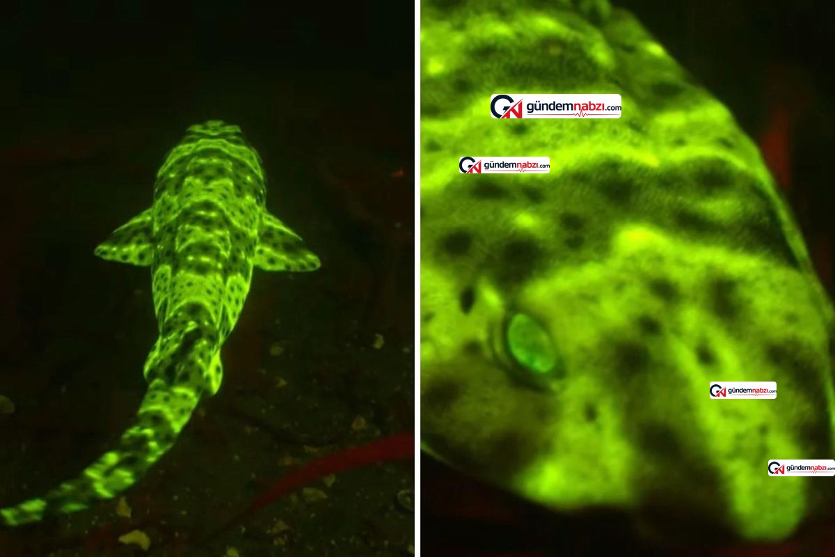 ABD kıyılarında neon yeşil parlayan şişen köpek balığı görüntülendi