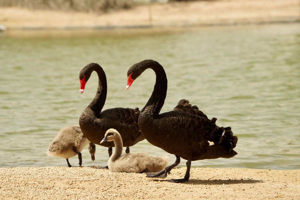 Kuğulu park'ta 4 yeni yavru kuğu dünyaya geldi
