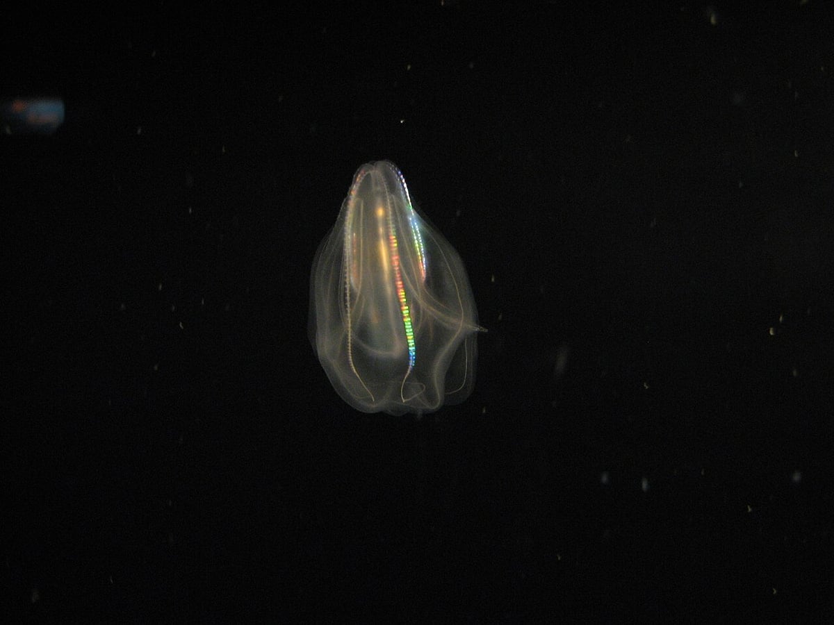 Mnemiopsis leidyi Baltık Denizi'nde yayılıyor