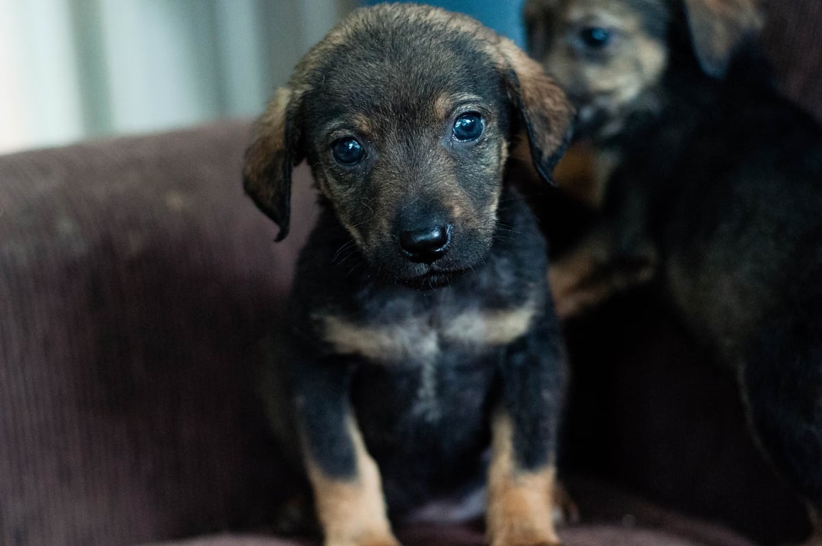 Mikserden dökülen betonda mahsur kalan yavru köpek kurtarıldı