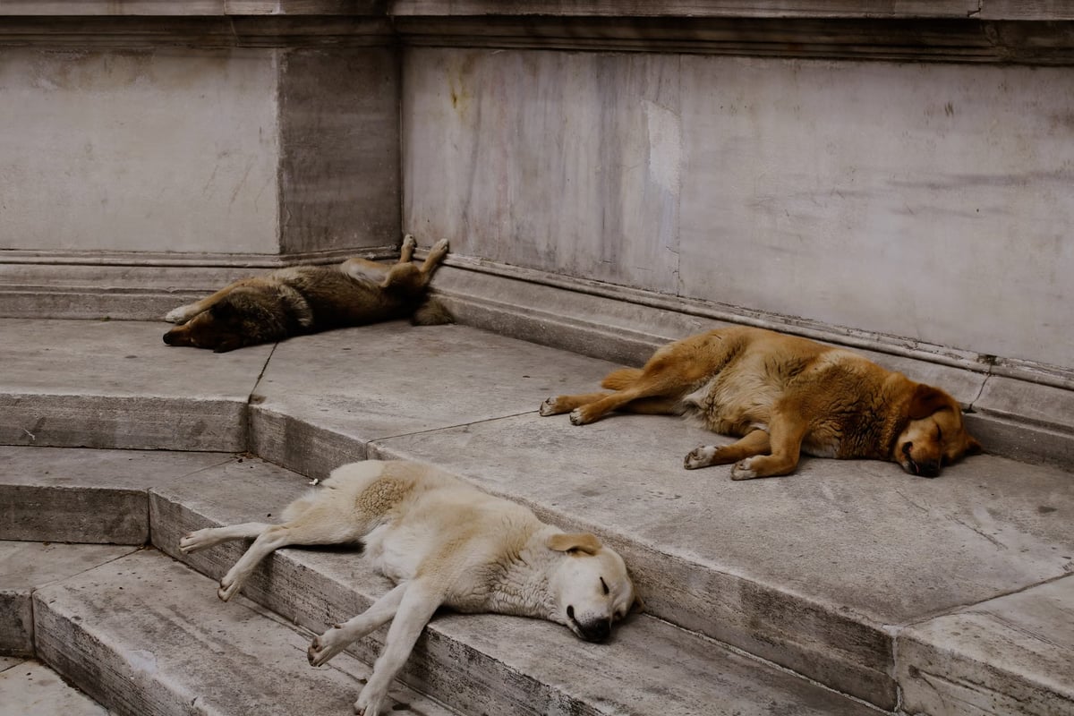 Ankara'da köpeklerin kovaladığı anne ile oğlu yaralandı