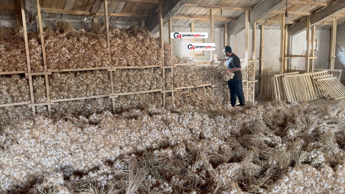 Çorum'un Üyük sarımsağı aroması ve dayanıklılığıyla ilgi görüyor
