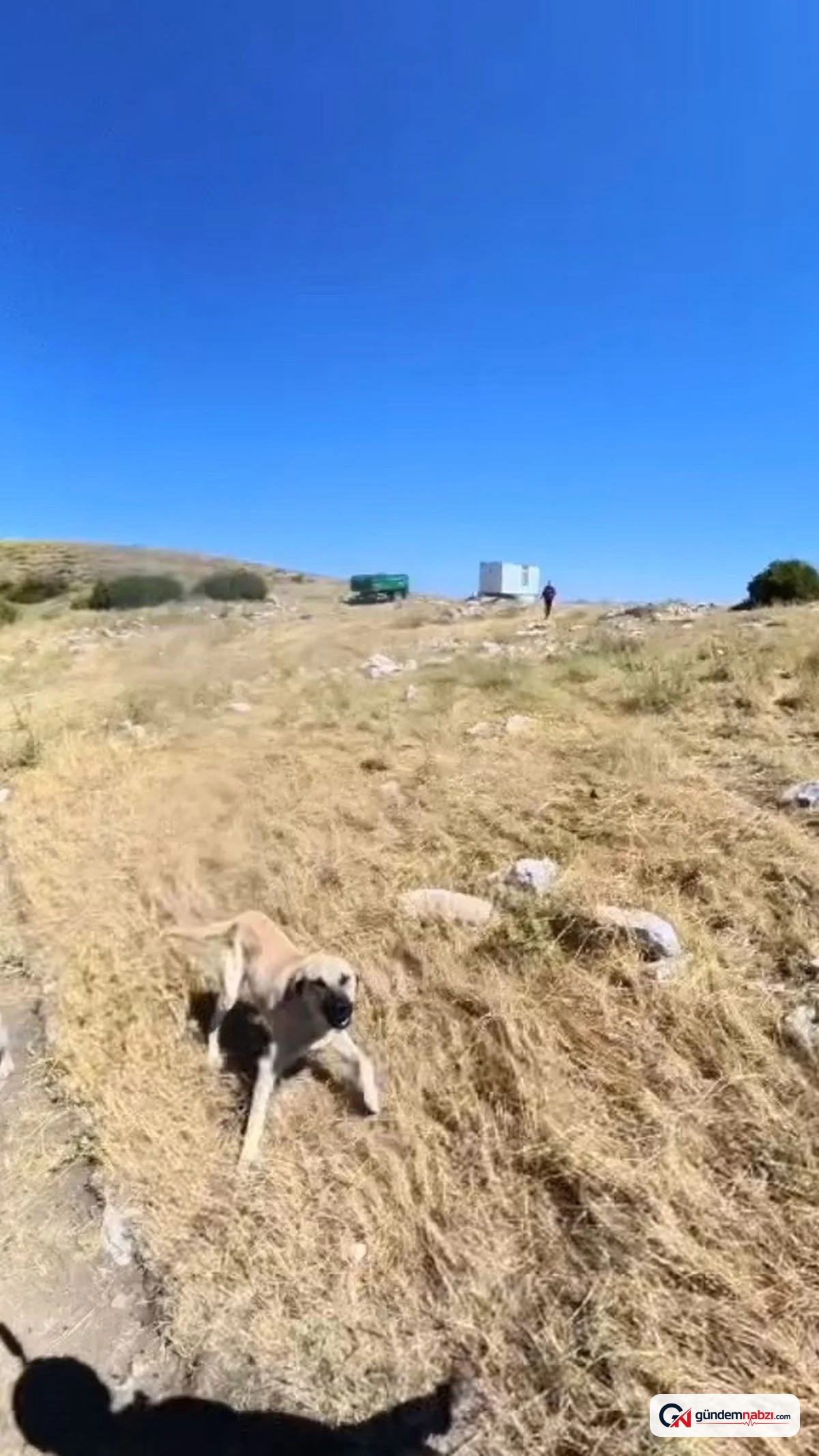 Niğde'de atlayış yapan BASE jump sporcusuna köpekler saldırdı