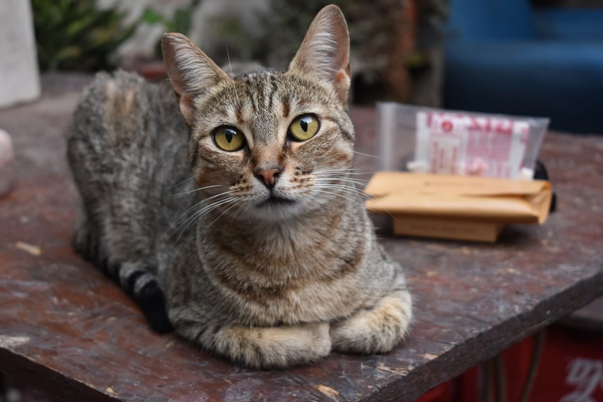 Kedi uyuşturucu kuryesi olarak güvenlik güçlerince yakalandı
