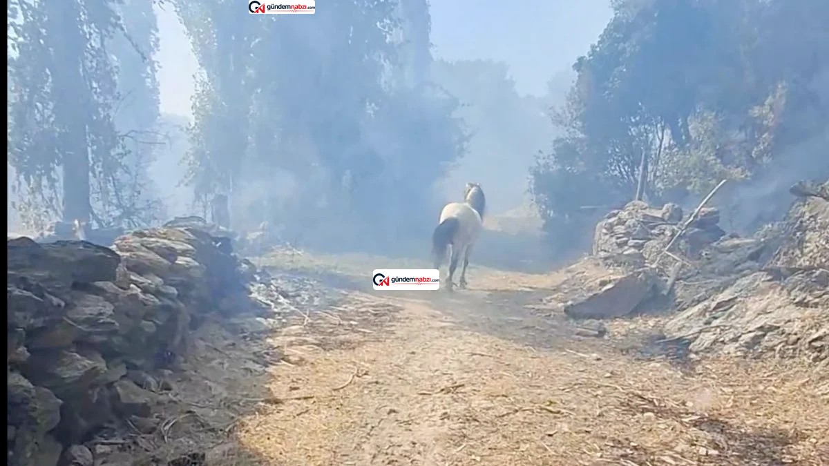 Aydın Çine'de yangında mahsur kalan at ile köpek kurtarıldı