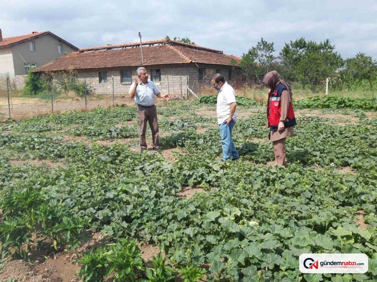 Kütahya Tavşanlı'da Tarım ve Orman Müdürlüğü tarla ve Sera Denetimleri gerçekleştirdi