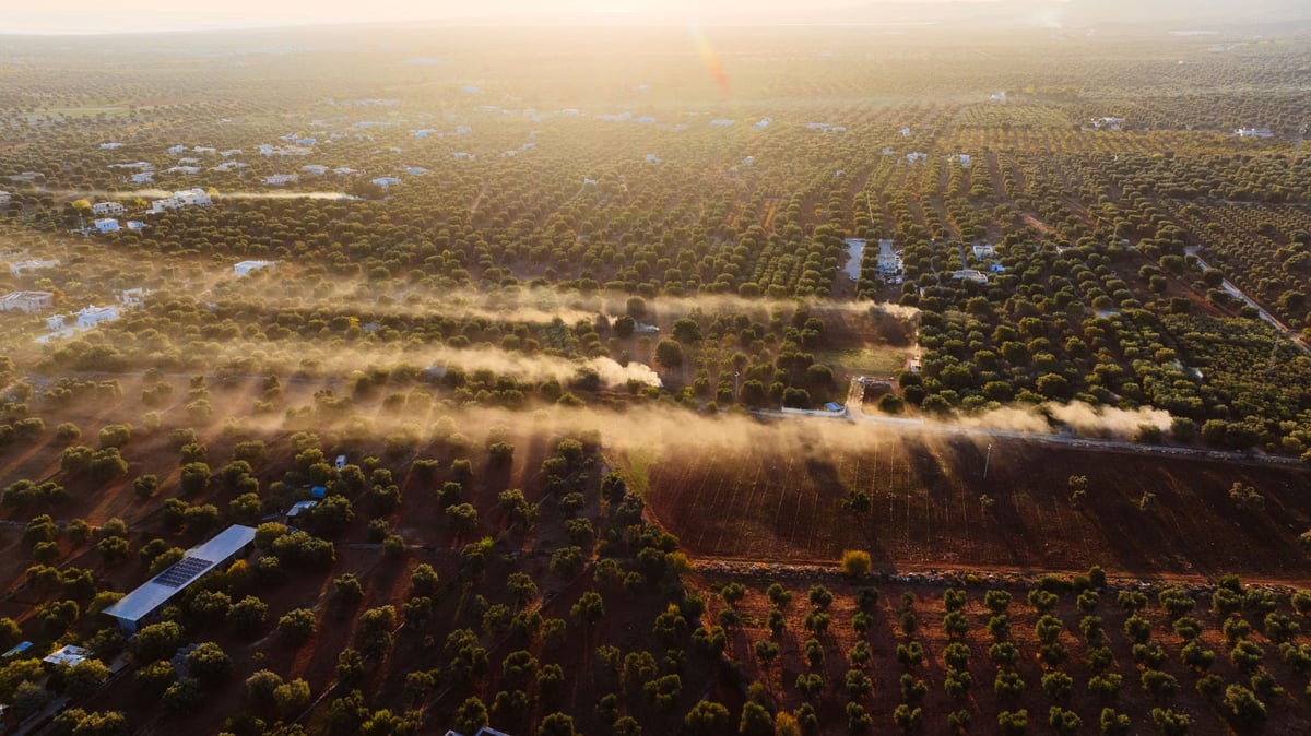 Puglia'daki 3000 yıllık zeytin ağacı hayrete düşürüyor