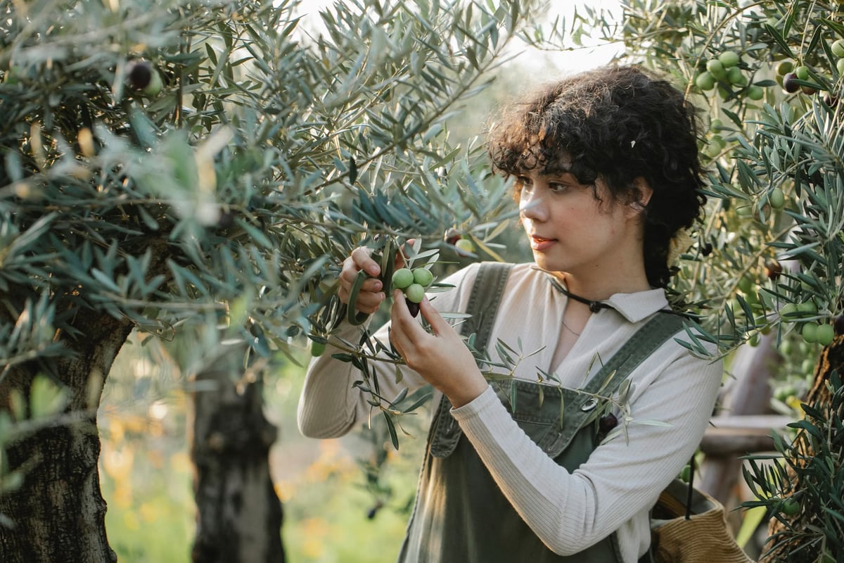 Aydın Didim'de zeytin üreticilerine sineğe karşı uyarı
