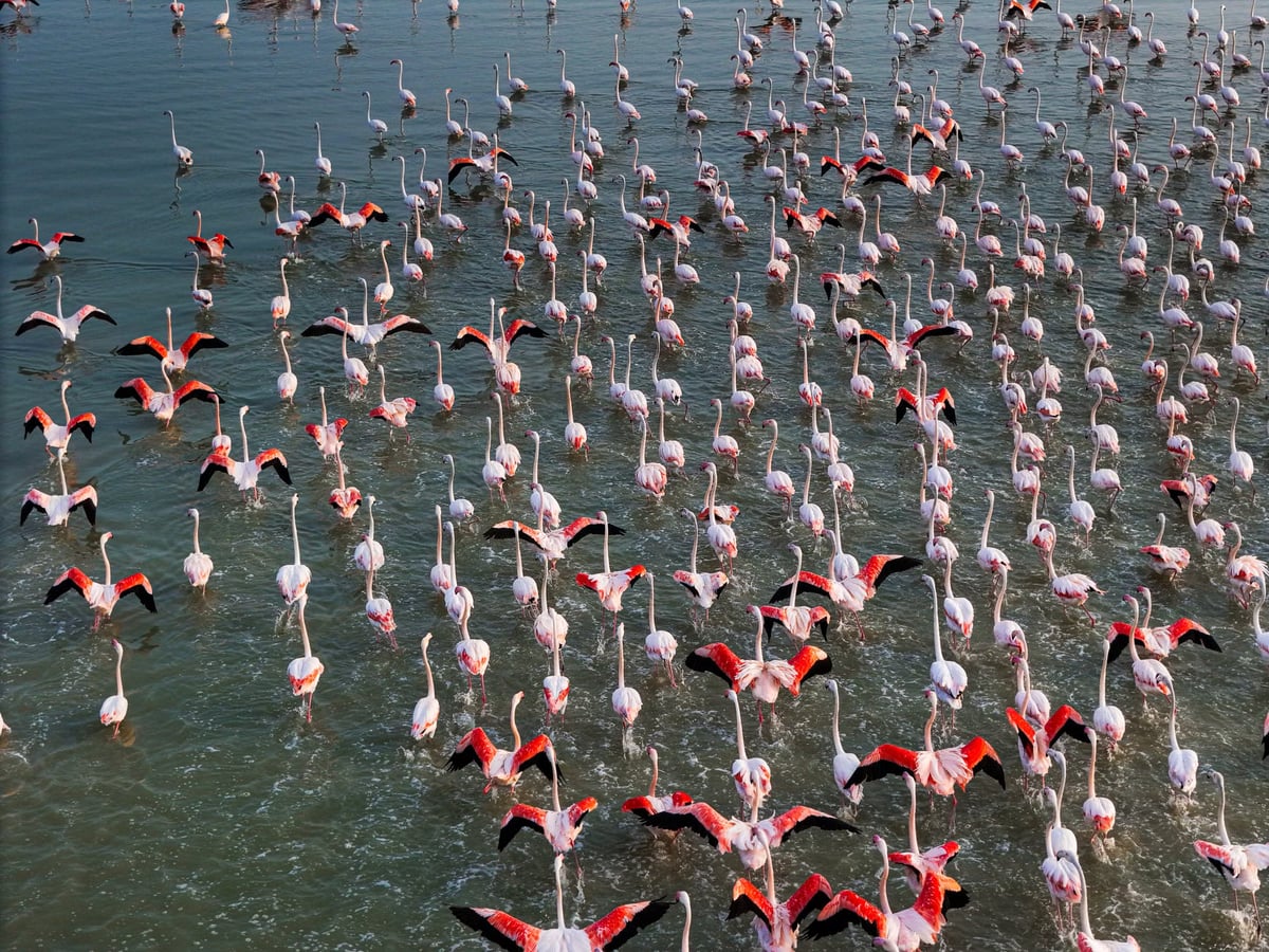Flamingo rekoru: 12 bin 800 yeni yavru kuluçkadan çıktı