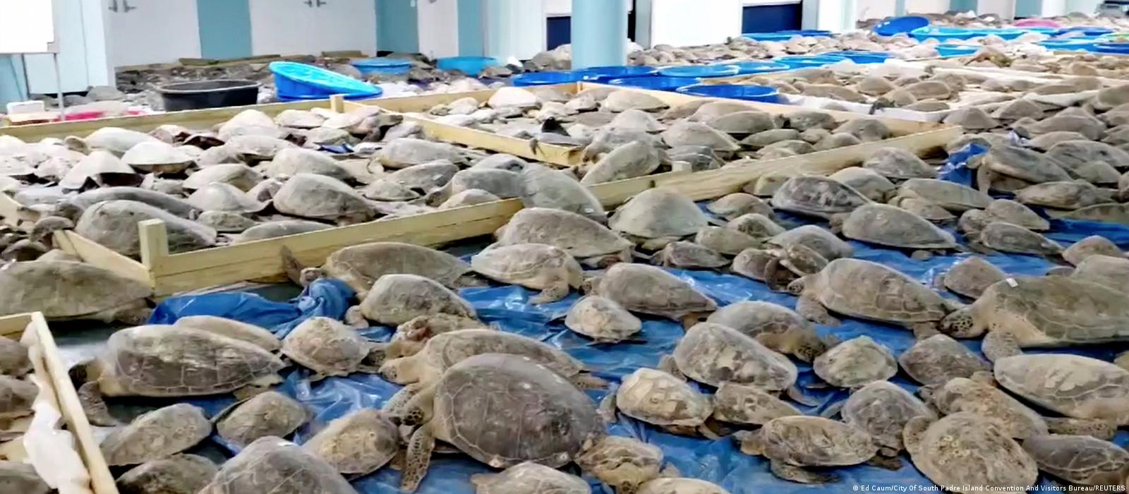 Sıcaktan bitkin düşen kaplumbağa ezilmekten kurtarıldı