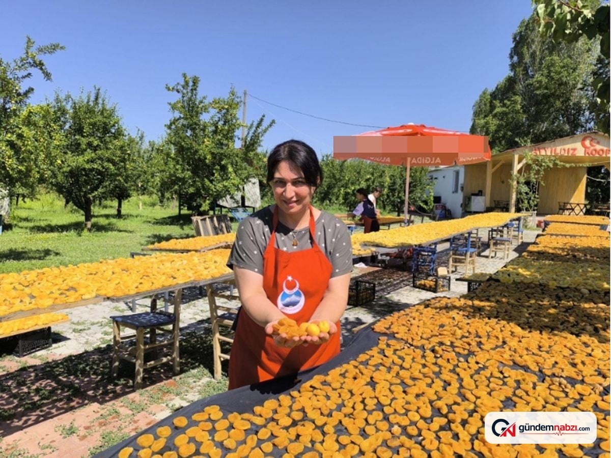 Iğdır'da kadın kooperatifi kayısıları güneşte kurutuyor