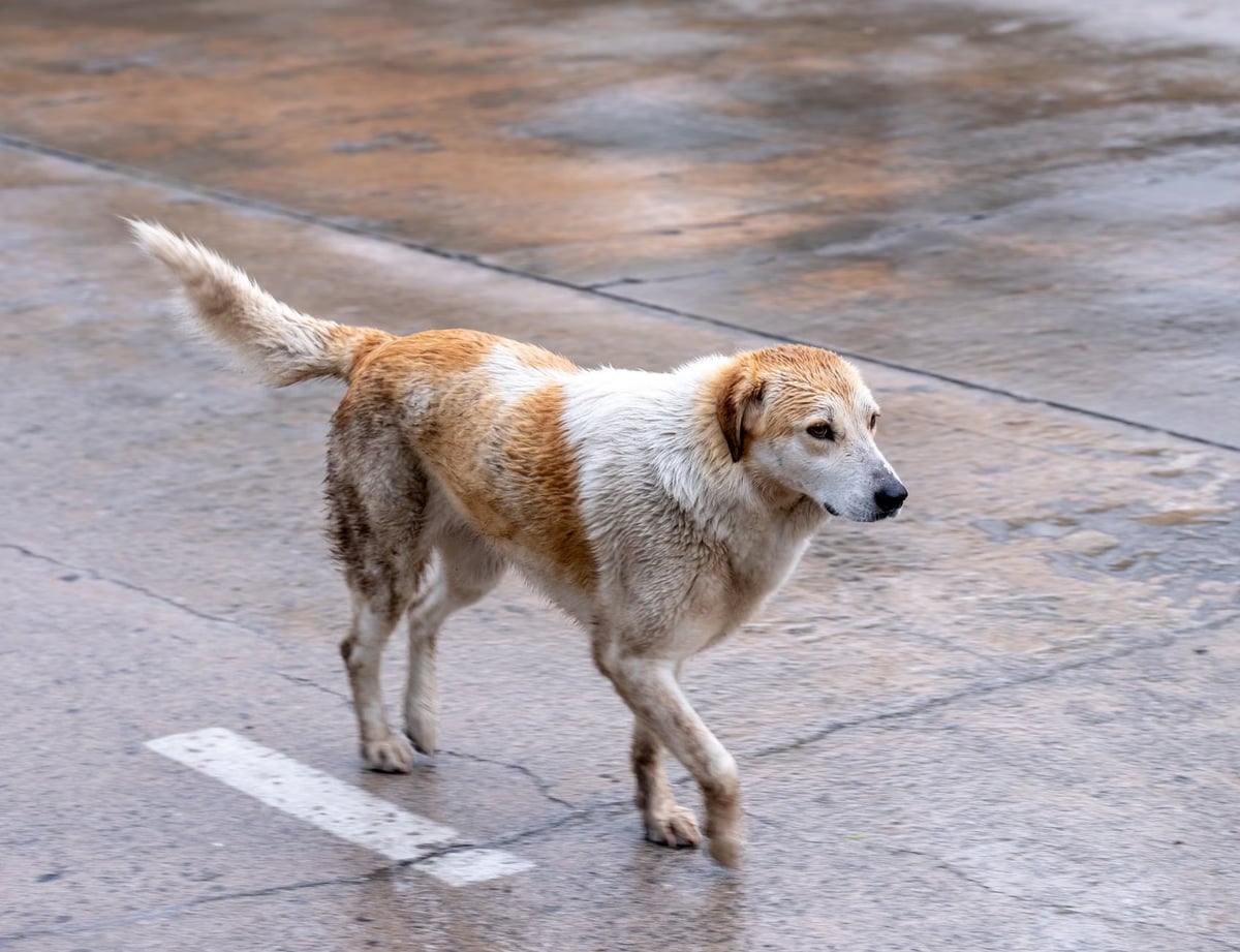 Şırnak Silopi'de sokak köpekleri bu kez yaşlı adama saldırdı