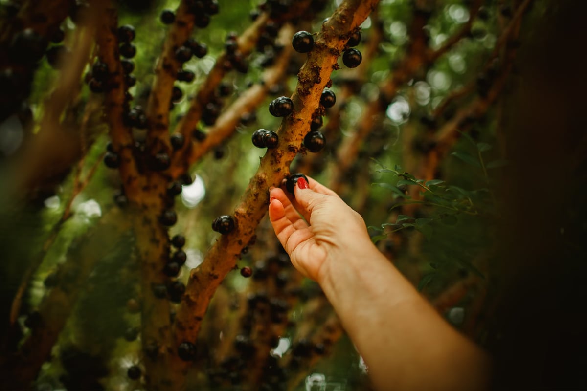 Jabuticaba ağacı yetişkinleri 94 bin liraya satılıyor
