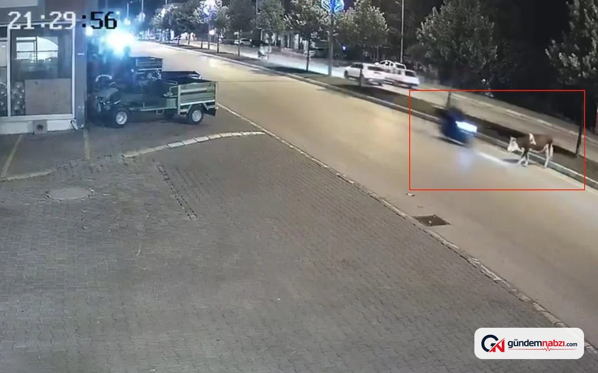Düzce'de motosiklet büyükbaş hayvana çarptı