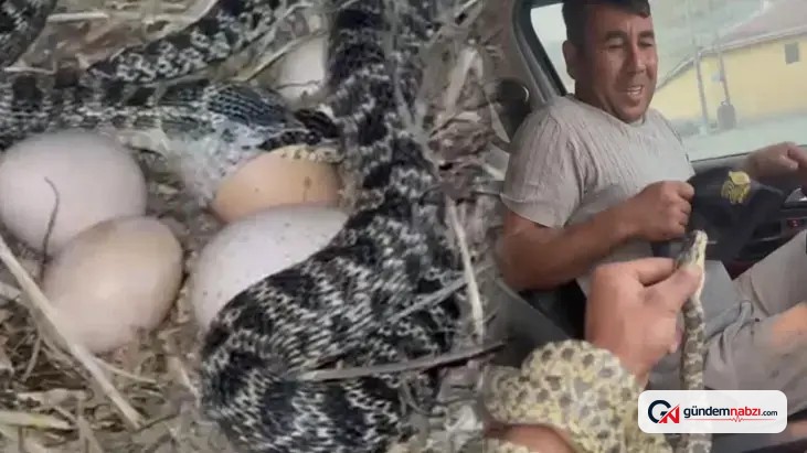Eskişehir'de yılanı yakaladı, çevredekilere korku dolu anlar yaşattı