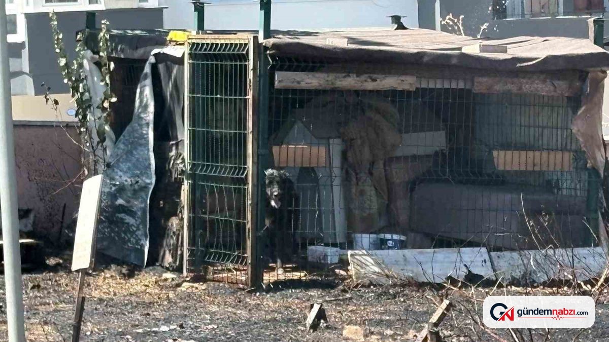 Çanakkale'de ot yangını: Kulübede mahsur kalan köpek kurtarıldı