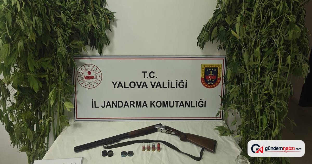 Yalova'da serada kenevir operasyonu: 2 şüpheli gözaltına alındı
