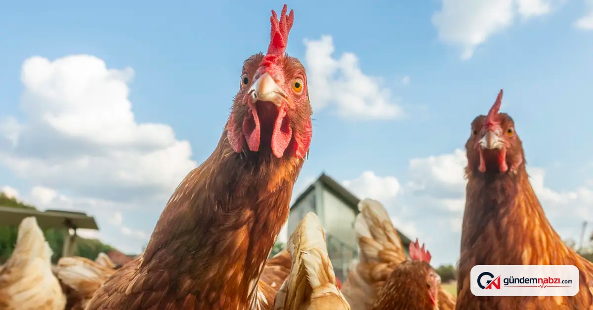 İngiltere'deki araştırmadan organik yumurta için karbon salımı uyarısı