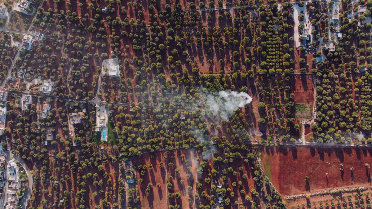 İsrail, Lübnan'da 600 zeytin ağacını kökleriyle söktü