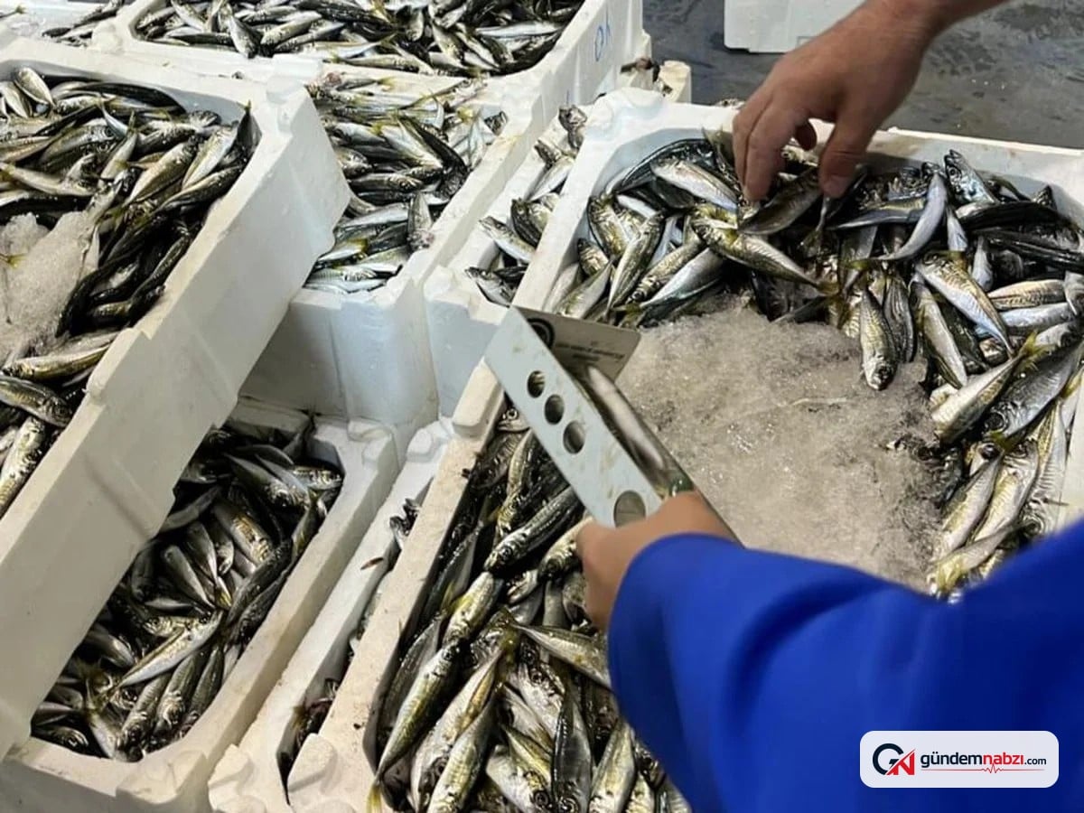 İzmir'de balık halinde 241 kilogram su ürününe el konuldu