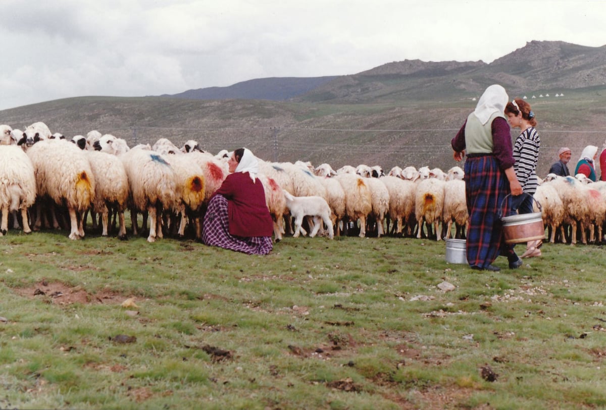 Hakkari'de berivanların zorlu yayla sağım mesaisi