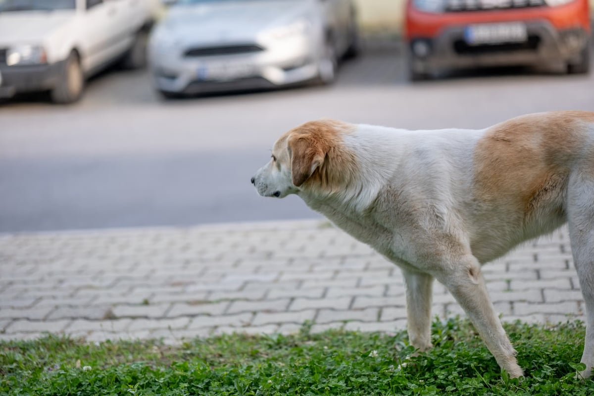 Şanlıurfa Suruç'ta 8 köpek kıza saldırdı, 150 dikiş atıldı