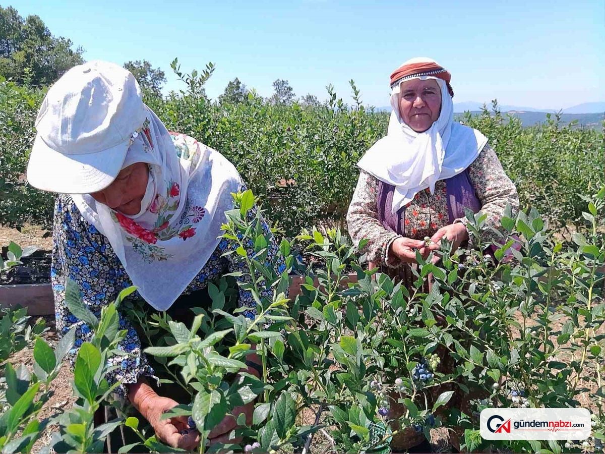 Bilecik'te kurak arazide yaban mersini hasadından 6 ton ürün bekleniyor