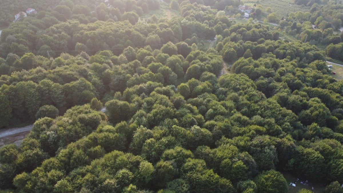 Muğla'da ormanlık alanda ölü bulunan kişi tüfekle vurulmuş