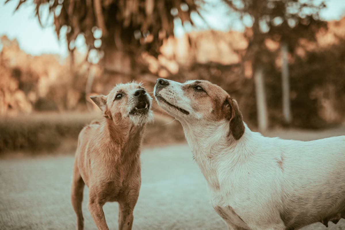 Ankara Altındağ'da sokak köpeği gerginliği