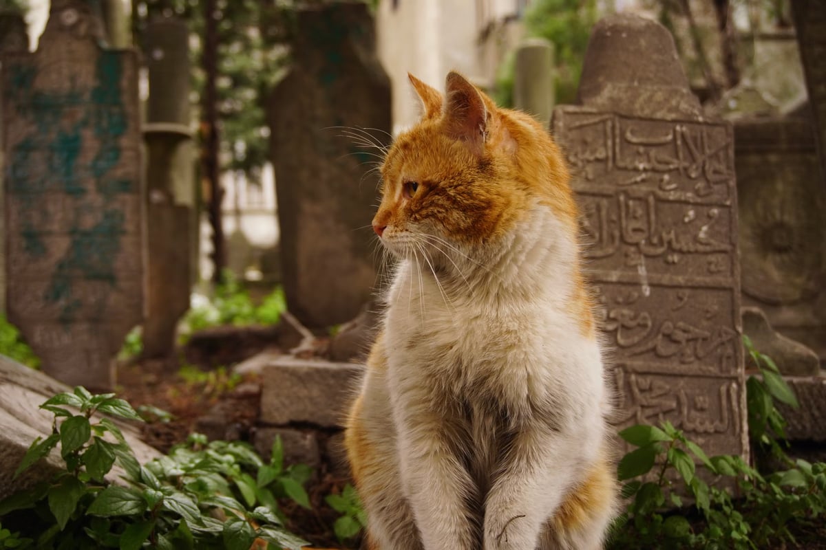 Mezarında bekleyen kedi dikkat çekti