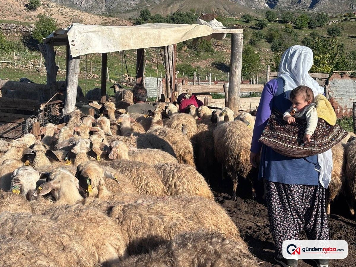 Erzincan Tulum Peyniri yaylalarda üretiliyor