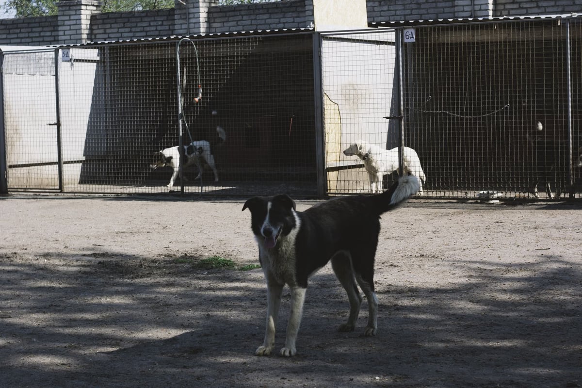 Lübnan'da hayatını kurtaran köpeğe vefa borcunu barınak kurarak ödedi