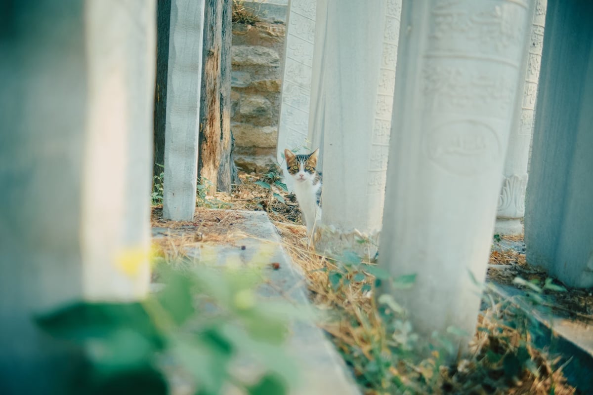 Kedi, sahibinin mezarında aylardır bekliyor