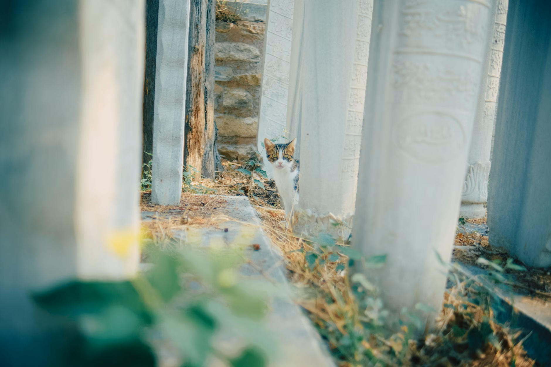 Kedi, sahibinin mezarında aylardır bekliyor