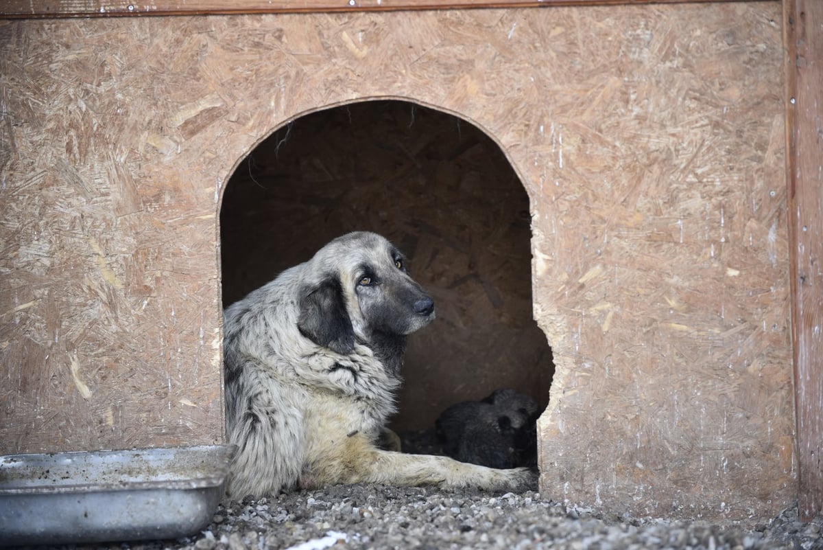 Adana'da köpeğin kulübesinde uyuşturucu satan sanığa ceza