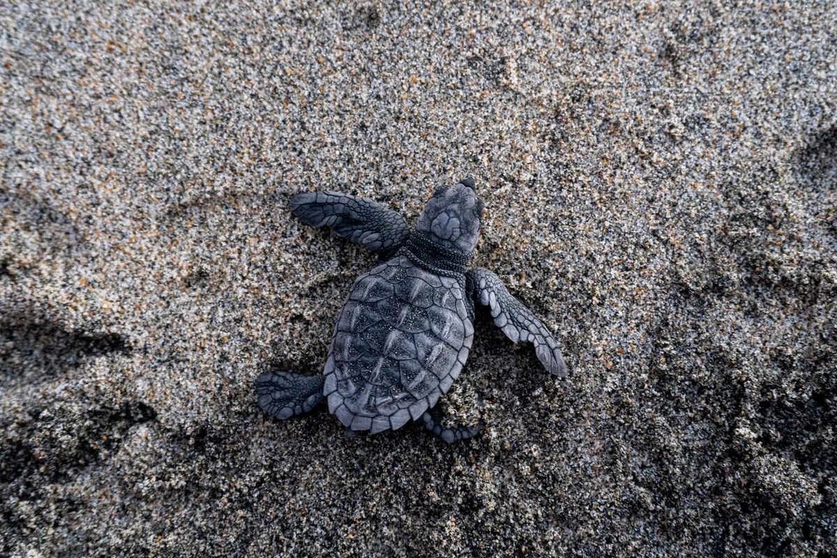 Antalya'da caretta caretta yavruları denizle buluşuyor