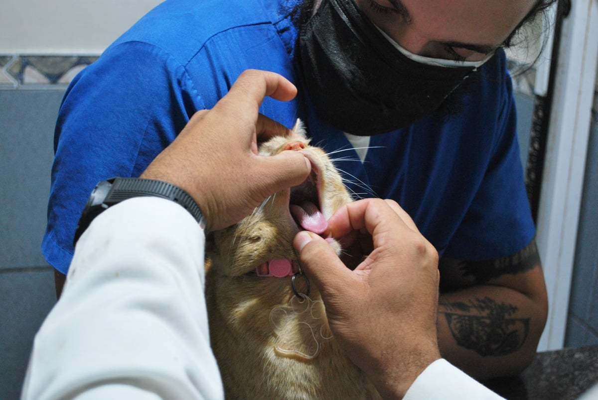 Aydın Söke'de veteriner muayenehanelerine denetim