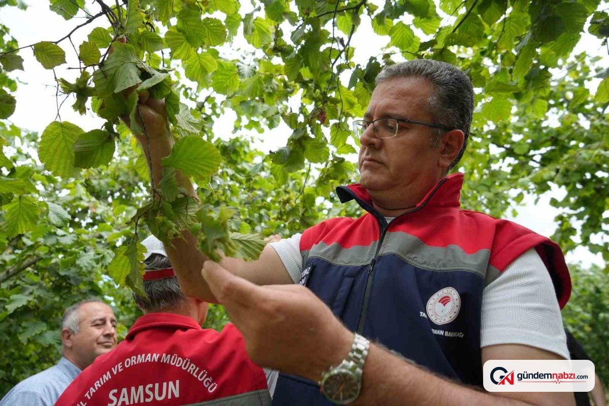 Samsun'da 2026 fındık rekolte tahmini için çalışmalar tamamlandı