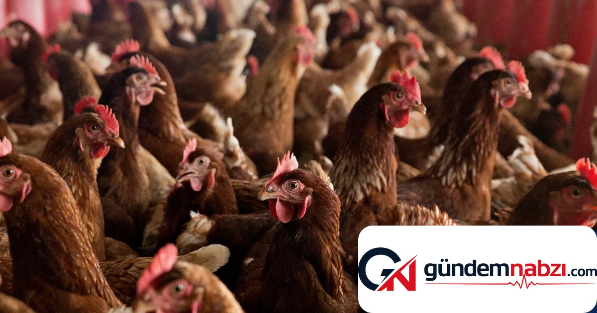 Organik yumurtalar, kafeste yetiştirilenlerden daha zararlı