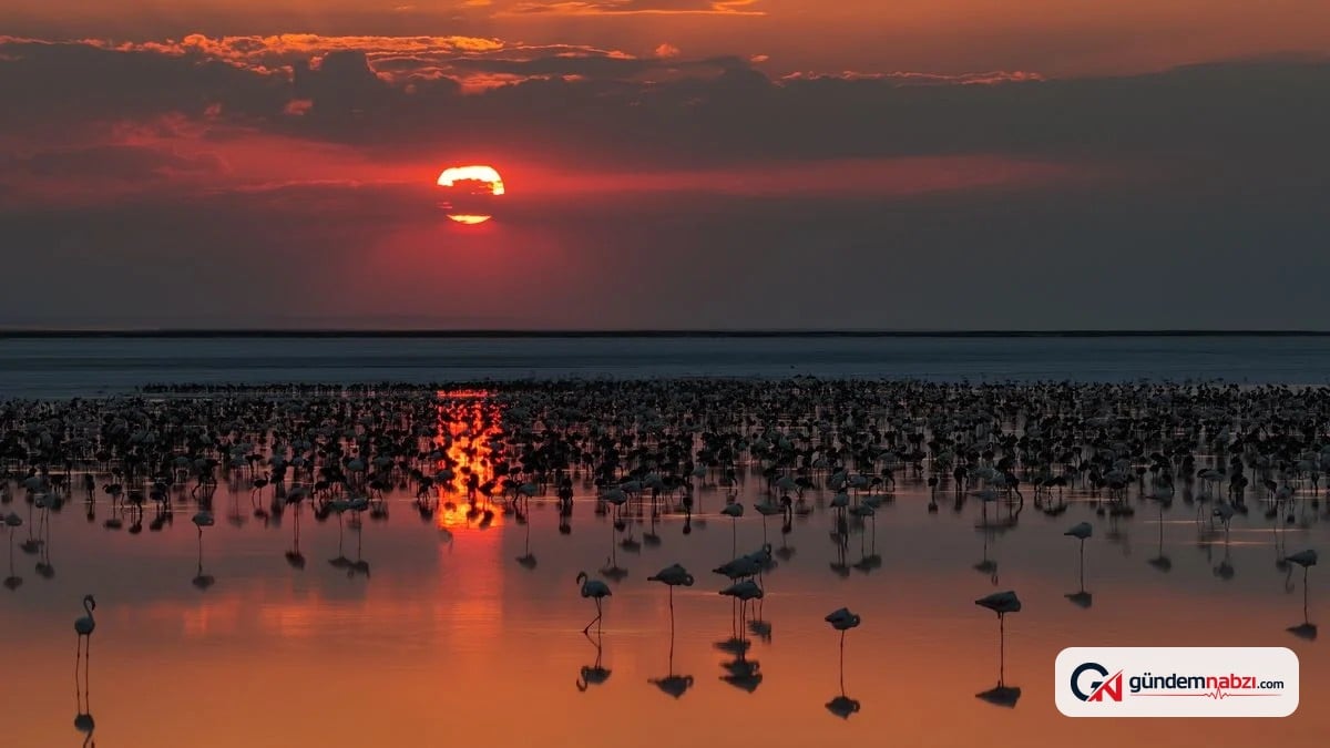 Tuz Gölü'nde son 5 yılın en yüksek yavru flamingo sayısı kaydedildi