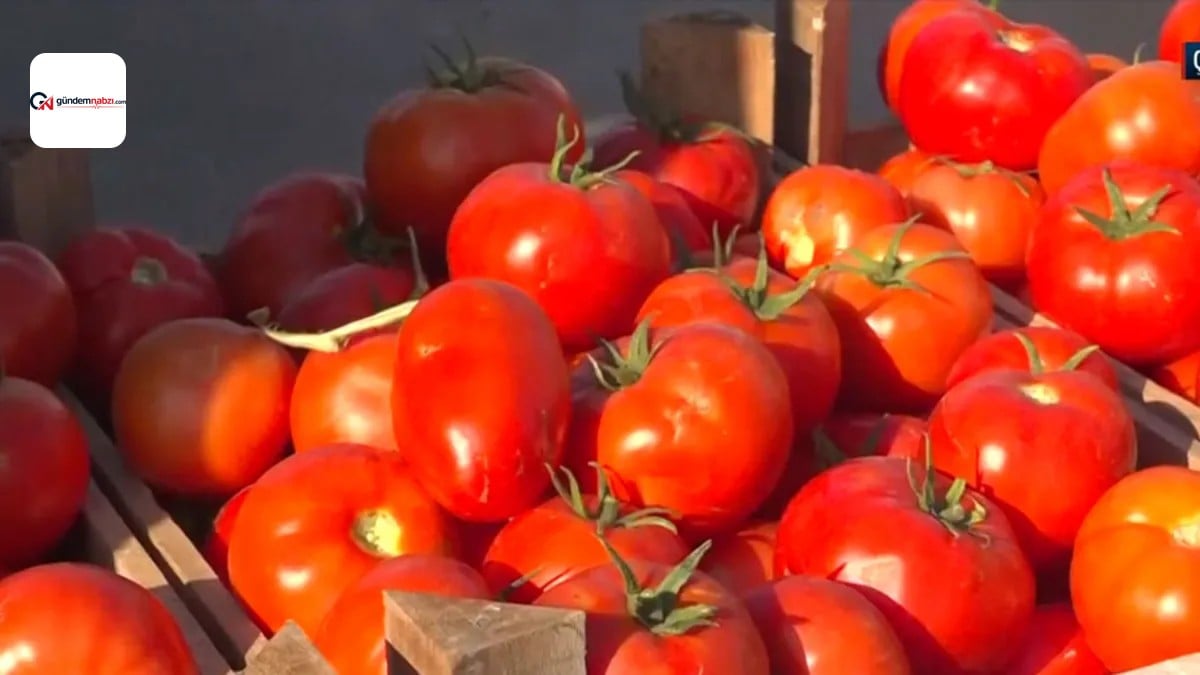 Çanakkale domatesinde hasat başladı