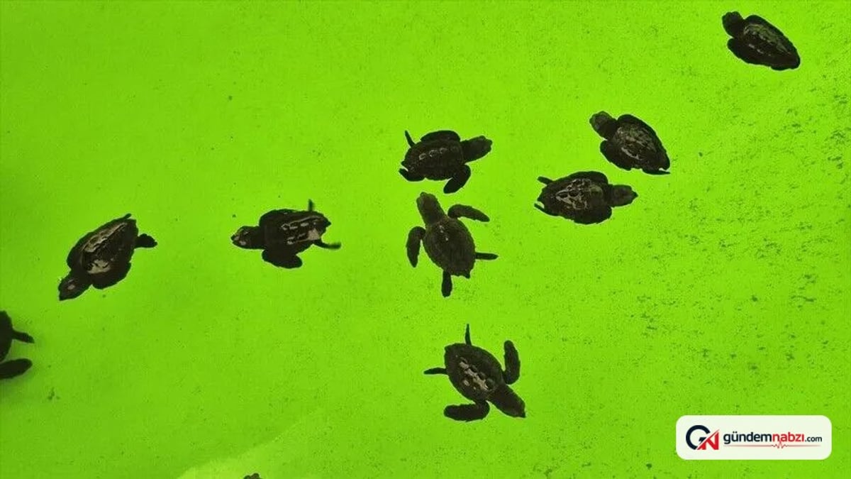 İztuzu Kumsalı'nda caretta carettaların yuvalama dönemi tamamlandı