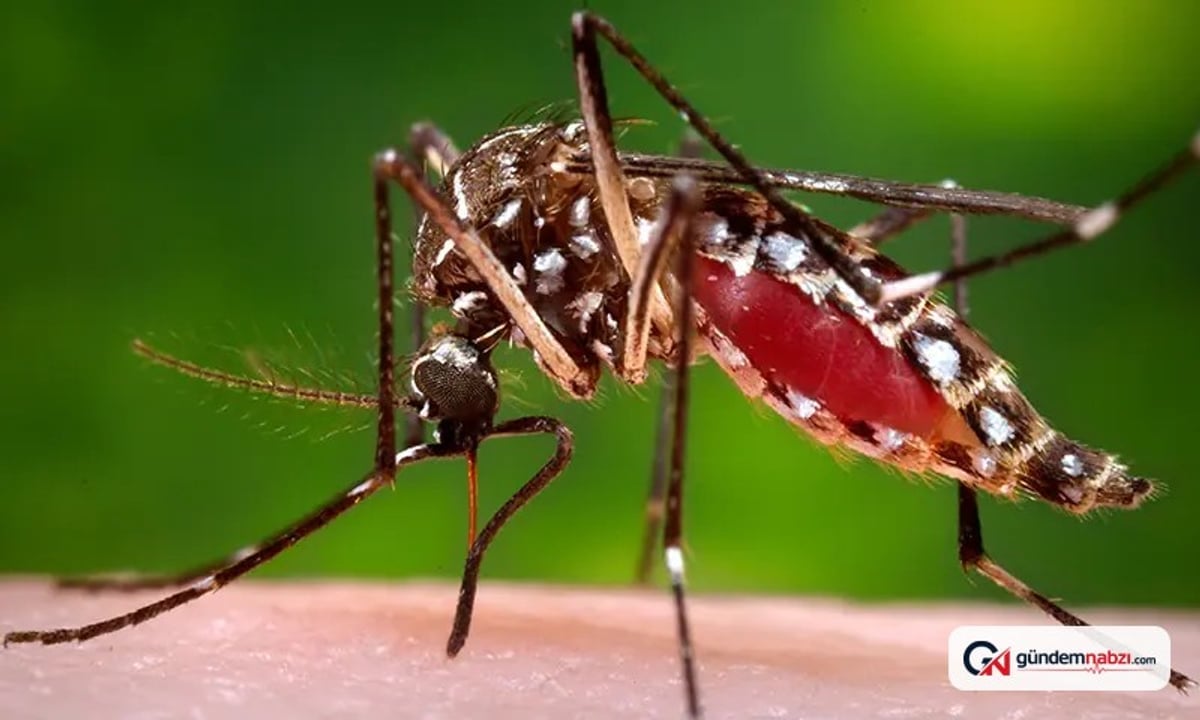 Dengue vakalarının artışı üzerine sağlık departmanı kamu bilincine odaklanıyor
